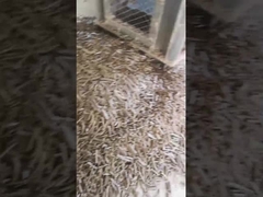 Машина лепешки плашки кольца биомассы мельницы 5Ton/H лепешки шелухи риса вертикальная с машиной упаковки